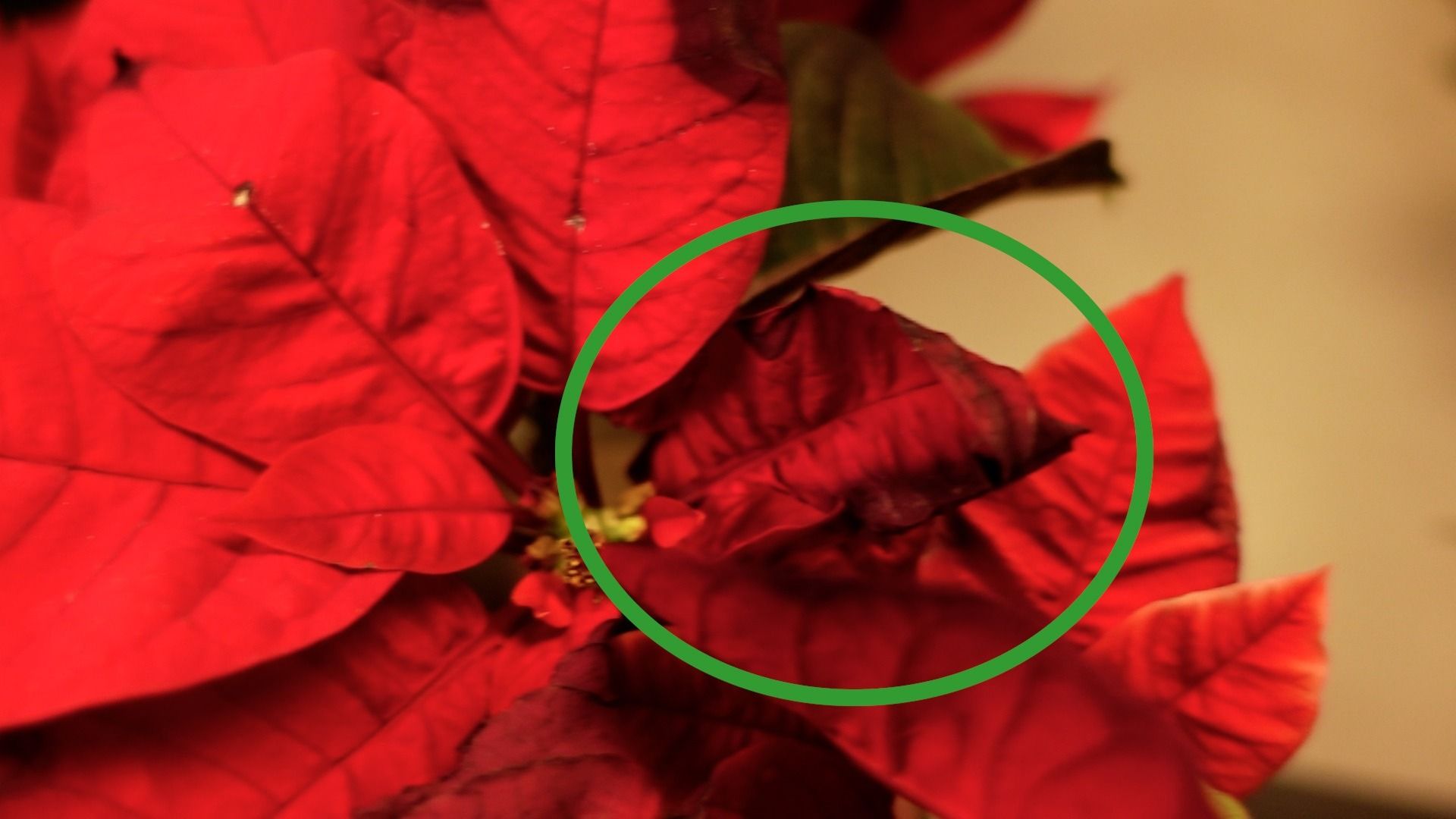 Ikke gjør denne tabben